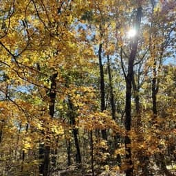 Sunlight through golden fall leaves on a forest trail